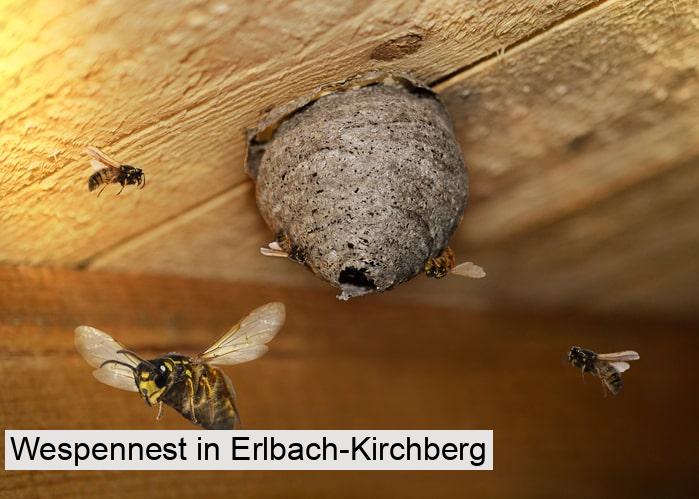 Wespennest in Erlbach-Kirchberg